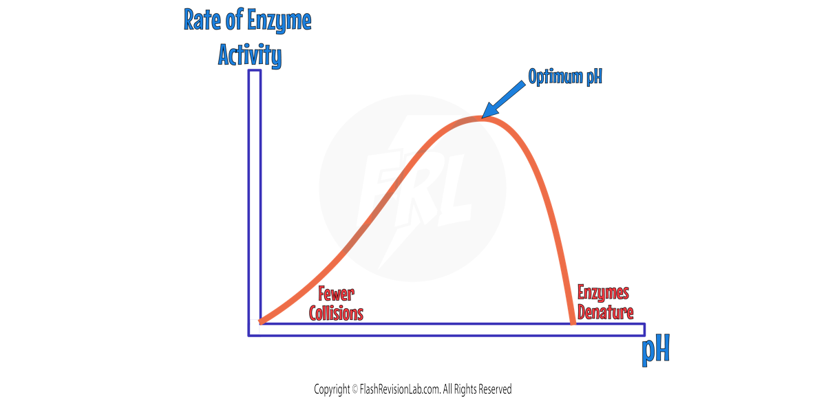 Enzyme temp graph